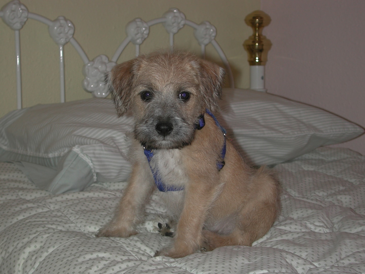 Schnoodle puppy in a happy home