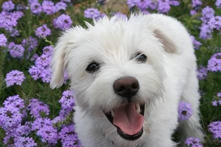 Schnoodle dog in a happy home