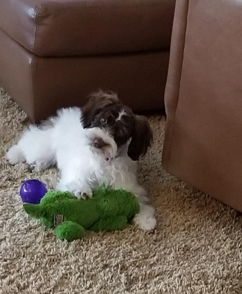 Coco the Schnoodle