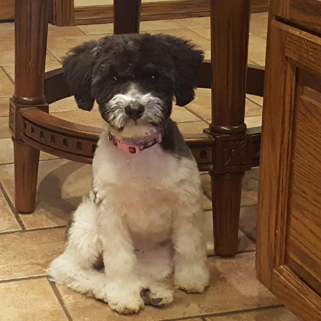 Schnoodle puppy with family