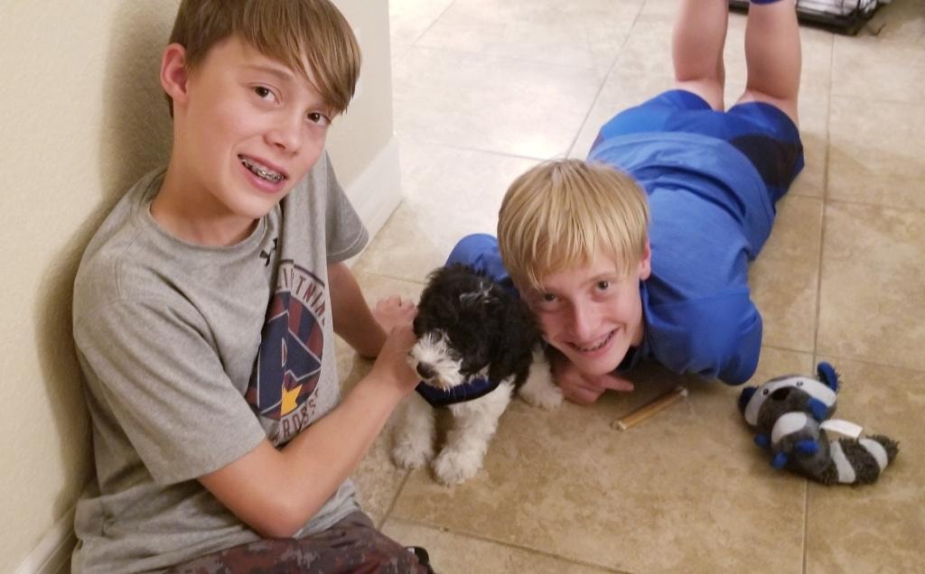 Bozer the Schnoodle with two boys