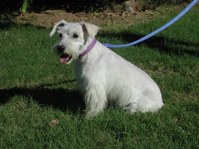 Piddles the Schnoodle on the grass