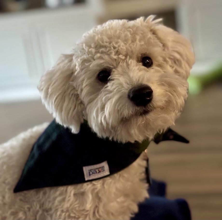 Gus the Schnoodle wearing a bandana