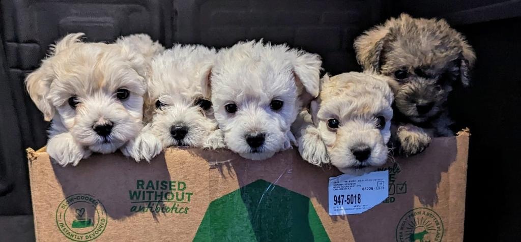 Available Puppies