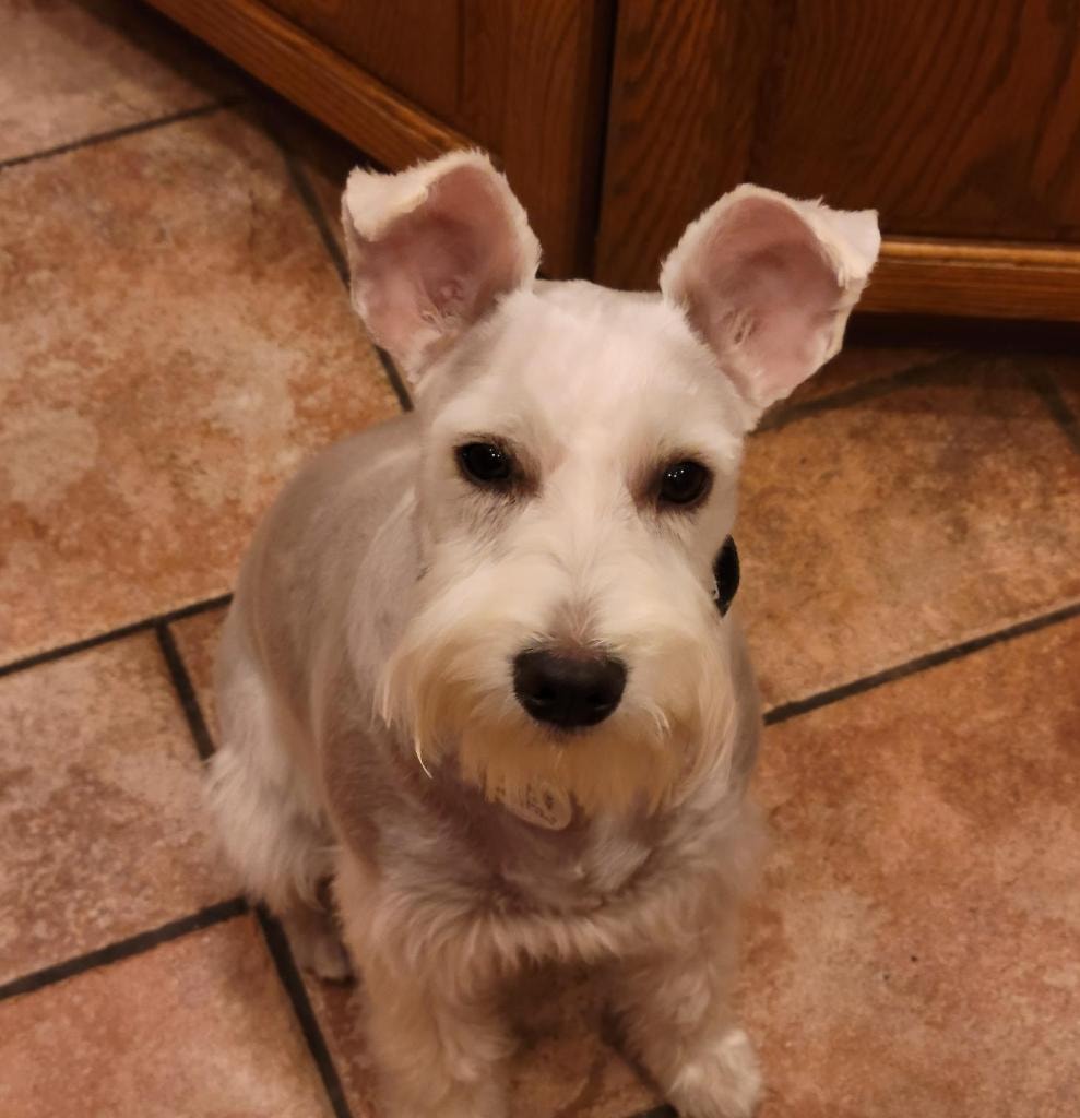 Box the Schnauzer