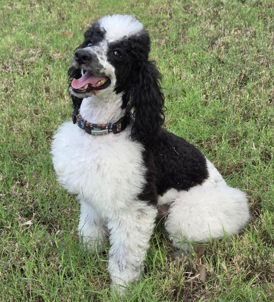Bond the Poodle
